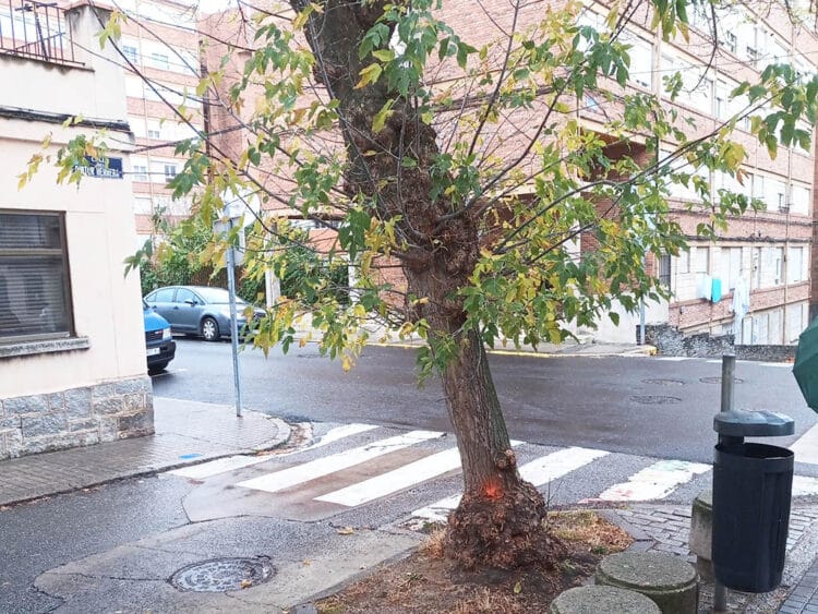 Los árboles deteriorados del barrio de La Albuera serán sustituidos 1 Arbolado del barrio de La Albuera. / AYUNTAMIENTO DE SEGOVIA