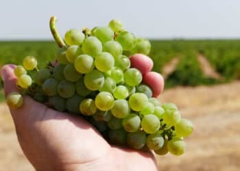 Foto de archivo. Racimo de uvas de la denominación Rueda / ICAL