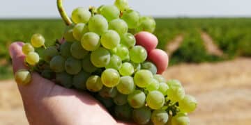 Foto de archivo. Racimo de uvas de la denominación Rueda / ICAL