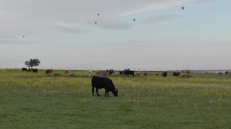 Foto de archivo. Vista de varios globos sobrevolando el cielo. / UCCL SEGOVIA