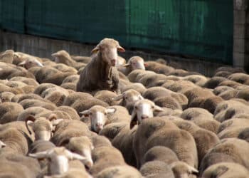 Foto de archivo. Rebaño de ovejas / PEIO GARCÍA - ICAL