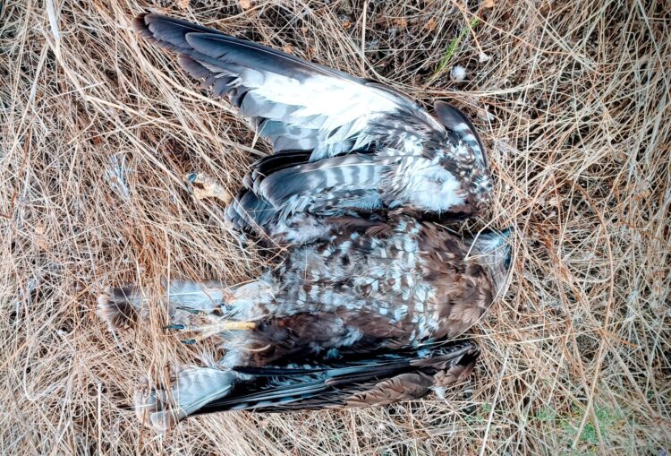 Vista del ejemplar / COLECTIVO AZÁLVARO