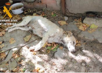 Rescatados dieciséis perros, poco socializados y carentes de controles veterinarios / GUARDIA CIVIL