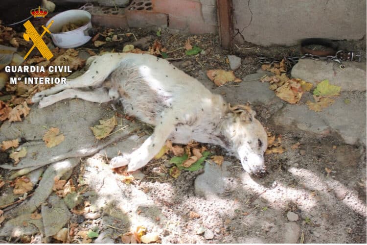 Rescatados dieciséis perros, poco socializados y carentes de controles veterinarios / GUARDIA CIVIL
