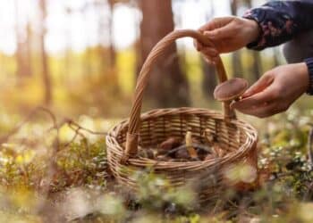 Ir a por setas al campo puede acarrearte una multa