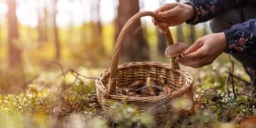 Ir a por setas al campo puede acarrearte una multa