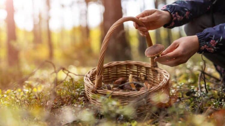 Ir a por setas al campo puede acarrearte una multa