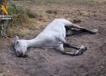 La Guardia Civil investiga a una persona como presunta autora de un delito contra los animales / GUARDIA CIVIL