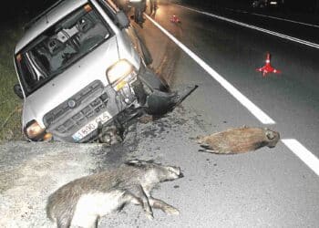 Accidente de tráfico provocado por el cruce de jabalíes en la carretera./ LA REGIÓN