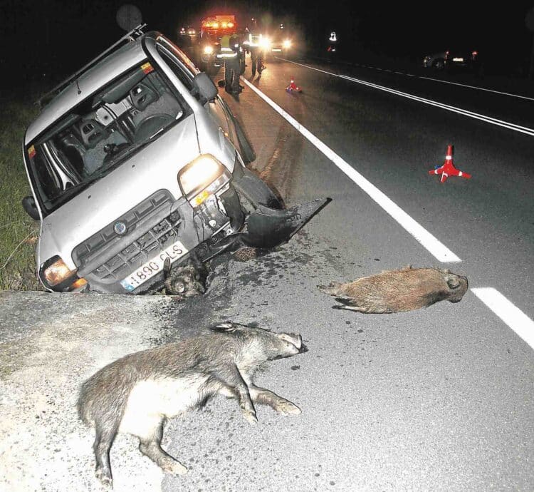 Accidente de tráfico provocado por el cruce de jabalíes en la carretera./ LA REGIÓN
