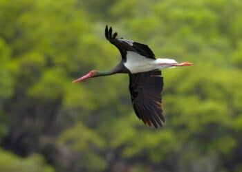 Un ejemplar de cigüeña negra, en pleno vuelo./ ICAL