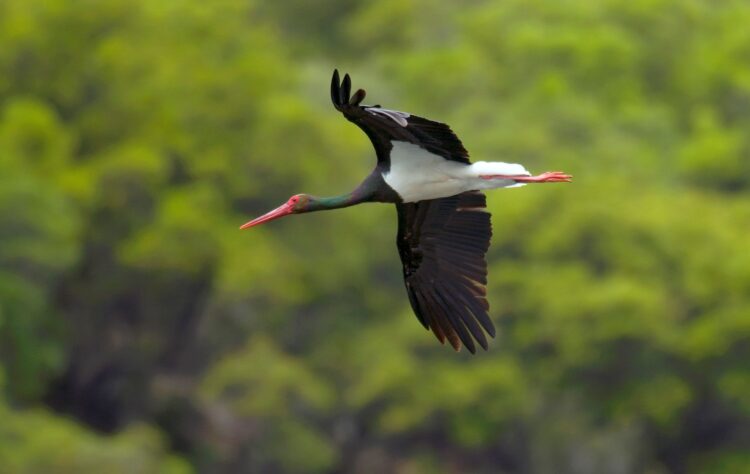 Segovia, en el censo de parejas reproductoras de cigüeña negra 1 Un ejemplar de cigüeña negra, en pleno vuelo./ ICAL