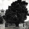 Dos olmas en la Tierra de Pedraza 11 11 Pedraza olma circulada 1963 copia