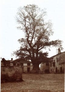 Dos olmas en la Tierra de Pedraza 12 12 Olma con pocas hojas