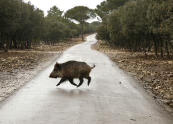 Se solicita colaboración, llamando al teléfono 112 en caso de detectar ejemplares muertos. / Eduardo Margareto
