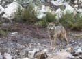 La Junta anuncia que revisará durante las próximas semanas las compensaciones a daños producidos por lobos.