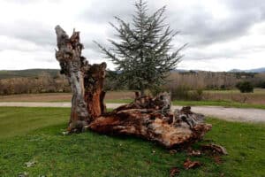 Dos olmas en la Tierra de Pedraza 6 6 Ronas y cedro