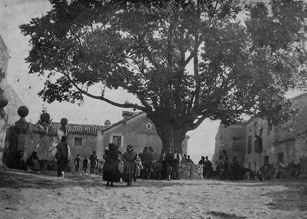 Las olmas de Pedraza 2 Olma Pedraza M. Zuloaga.