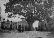 Dos olmas en la Tierra de Pedraza 7 7 Olma Pedraza M Zuloaga copia