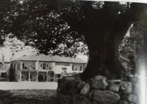 Dos olmas en la Tierra de Pedraza 8 8 Olma con el poyo corrido