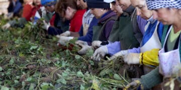 Trabajos de selección durante la recolección de la fresa en una empresa segoviana. / ICAL - DIEGO DE MIGUEL