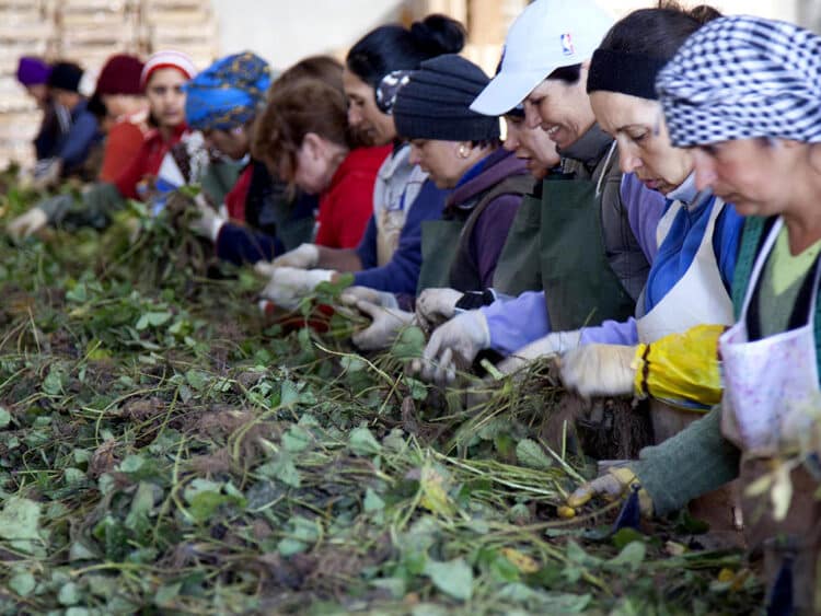 La campaña de la fresa concluye con la demanda de más de 1.700 trabajadores extranjeros en El Carracillo 1 Trabajos de selección durante la recolección de la fresa en una empresa segoviana. / ICAL - DIEGO DE MIGUEL