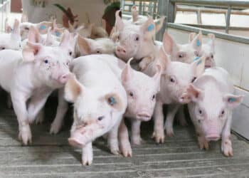 Cochinillos en una granja segoviana. / ICAL - EDUARDO MARGARETO