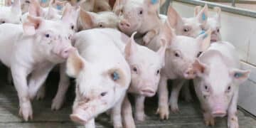 Cochinillos en una granja segoviana. / ICAL - EDUARDO MARGARETO