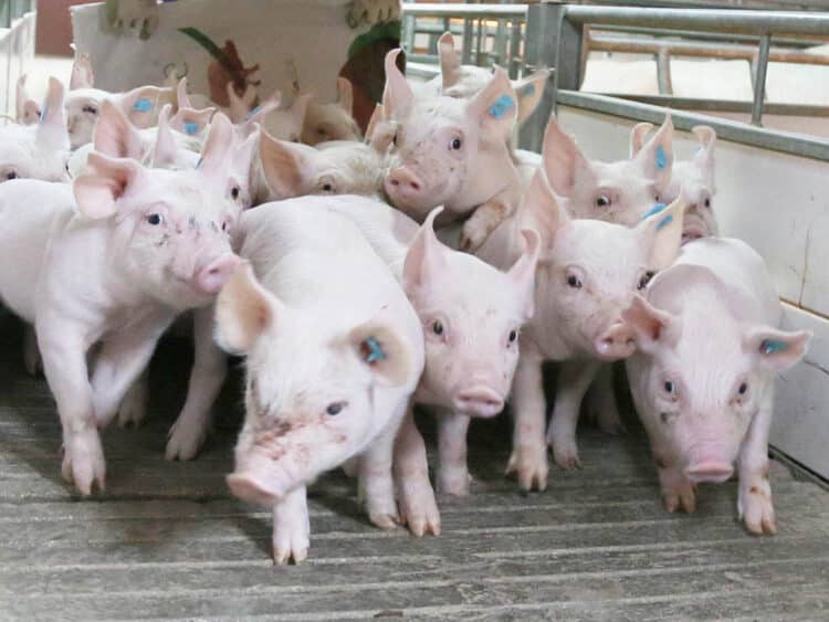 Preocupación en el sector ganadero por la bajada de precios del porcino antes de las navidades 1 Cochinillos en una granja segoviana. / ICAL - EDUARDO MARGARETO