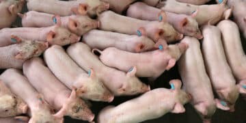 Cochinillos en una granja segoviana. /  ICAL EDUARDO MARGARETO