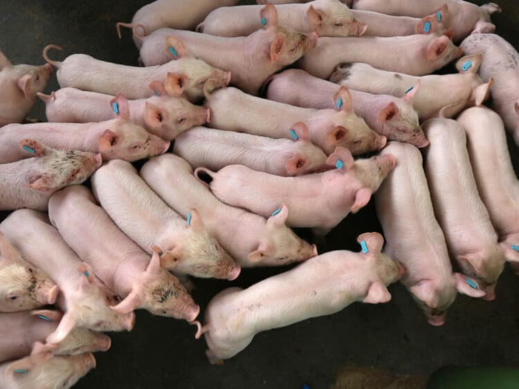 Cochinillos en una granja segoviana. /  ICAL EDUARDO MARGARETO