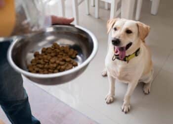 Confirmado por expertos: este es el error más común que cometes a la hora de alimentar a tu perro