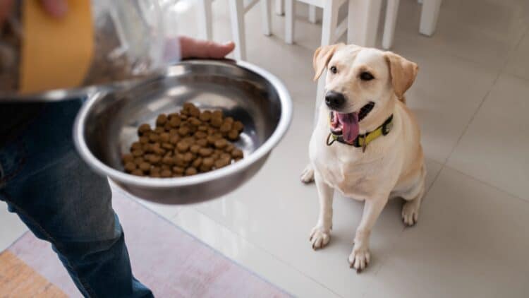 Confirmado por expertos: este es el error más común que cometes a la hora de alimentar a tu perro 1 Confirmado por expertos: este es el error más común que cometes a la hora de alimentar a tu perro