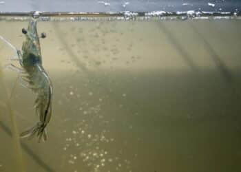 Confirmado: el animal más criado en el mundo es este 'vallisoletano' que consumirás en tu cena de Nochevieja 4 Confirmado: el animal más criado en el mundo es este 'vallisoletano' que consumirás en tu cena de Nochevieja