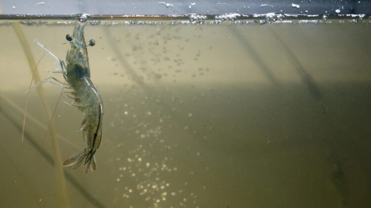 Confirmado: el animal más criado en el mundo es este 'vallisoletano' que consumirás en tu cena de Nochevieja 1 Confirmado: el animal más criado en el mundo es este 'vallisoletano' que consumirás en tu cena de Nochevieja