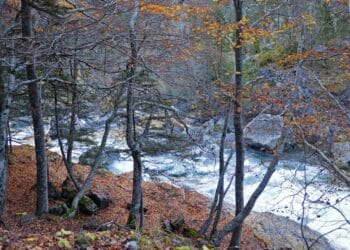 Confirmado por National Geographic: este pueblo de Castilla y León esconde un bosque protegido por la Unesco