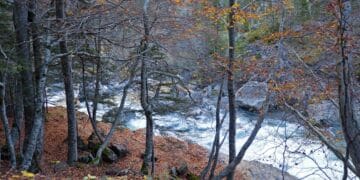 Confirmado por National Geographic: este pueblo de Castilla y León esconde un bosque protegido por la Unesco