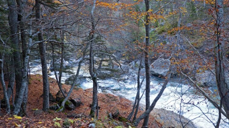Confirmado por National Geographic: este pueblo de Castilla y León esconde un bosque protegido por la Unesco 1 Confirmado por National Geographic: este pueblo de Castilla y León esconde un bosque protegido por la Unesco