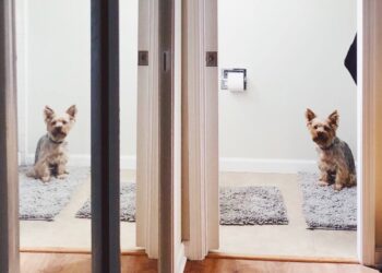 Si tu perro te sigue al baño y se queda mirándote