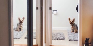 Si tu perro te sigue al baño y se queda mirándote