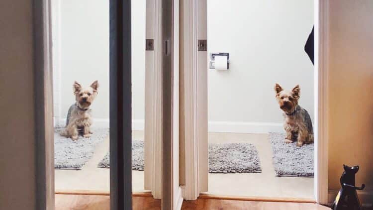 Marcos Barrios, veterinario: "Si tu perro te sigue al baño y se queda mirándote, esta es la razón" 1 Si tu perro te sigue al baño y se queda mirándote