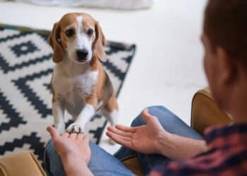 La ciencia lo confirma: tu perro te entiende (a su manera) y así es como te lo demuestra 11 La ciencia lo confirma: tu perro te entiende (a su manera) y así es como te lo demuestra
