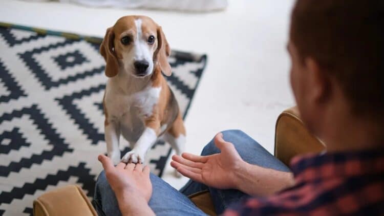 La ciencia lo confirma: tu perro te entiende (a su manera) y así es como te lo demuestra