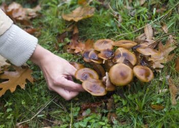 Confirmado: este pueblo de Soria es el destino ideal al que acudir este diciembre si eres amante de las setas