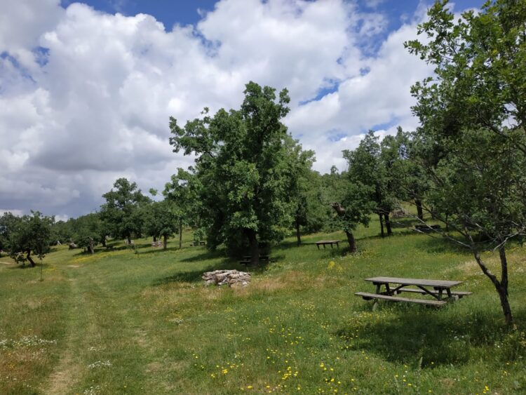 El parque ecológico La Dehesa en Cerezo de Abajo inaugura una nueva etapa 1 Entorno natural rodeado de robles y fresnos. / FOTO: PARQUE ECOLÓGICO DE LA DEHESA