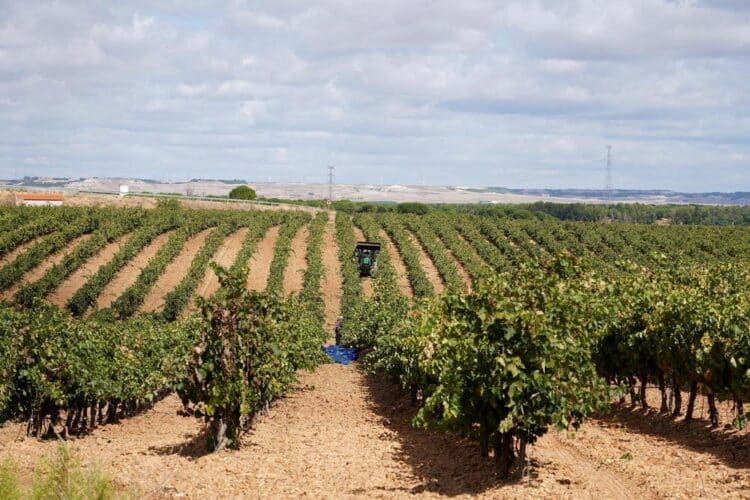 Agricultura resuelve la línea de ayudas para la reconversión de viñedos 1 Foto: Miriam Chacón (Ical).