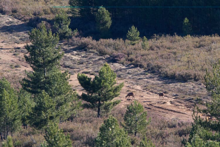 El camino conecta con el Centro del Lobo y municipios como Villardeciervos, declarado BIC como Conjunto Histórico. / JL Leal