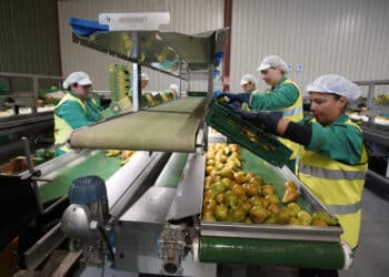 El programa de creación de empleo ha facilitado la incorporación de 15 personas en siete cooperativas y tres empresas. / César Sánchez