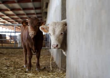 La decisión se toma por la evolución favorable de la situación con respecto al virus. / Miriam Chacón