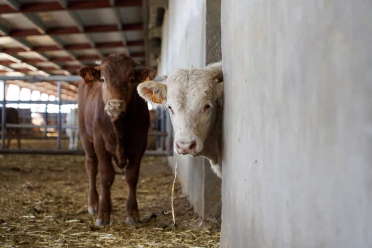 La decisión se toma por la evolución favorable de la situación con respecto al virus. / Miriam Chacón